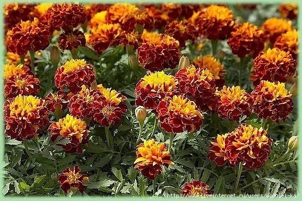 бархатцы (604x402, 261Kb)