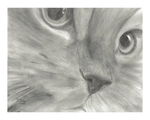  joshua_hullender_pretty_kitty_cat_face_drawing_i (600x480, 186Kb)