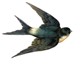  swallow bird vintage image graphicsfairy007d (400x327, 72Kb)