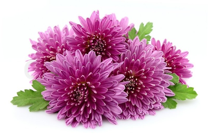 2847005-chrysanthemums-on-a-white-background (700x468, 86Kb)