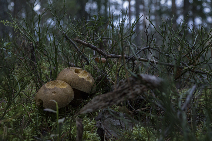 4213829__DSC7007 (700x464, 368Kb)