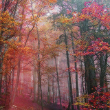 tumblr_mm71pmbFGK1rgunsqo2_250 (160x160, 75Kb)