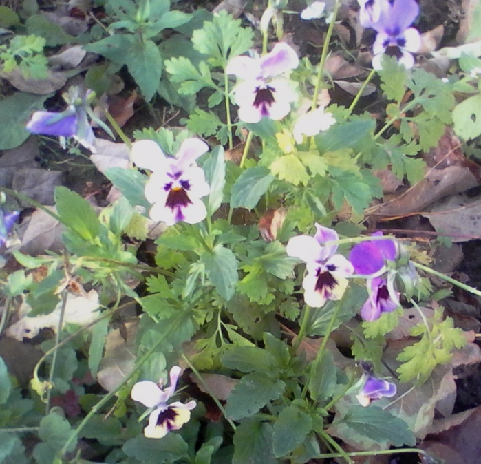 10 октября в Резекне у Марины цвели цветы, а к Покрову замерзли. (699x674, 483Kb)