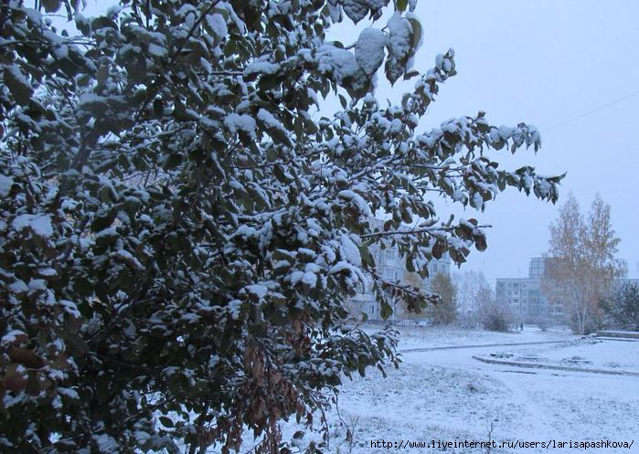 12 октября - снег в Шарыпово (699x497, 390Kb)