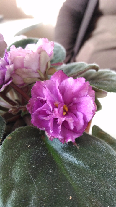P_20161005_120358[2] (393x700, 290Kb)