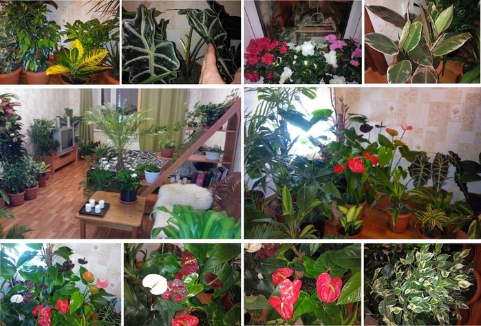 3984374_image_3 (700x474, 140Kb)