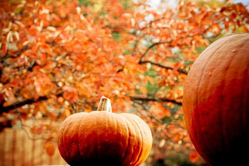 3734746_571 (500x334, 105Kb)