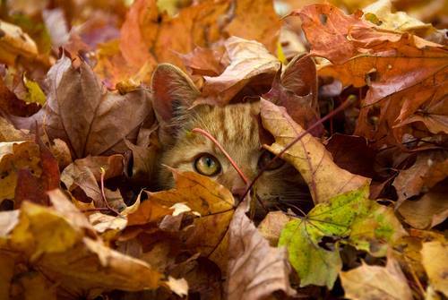 3734746_587_1_ (500x335, 33Kb)