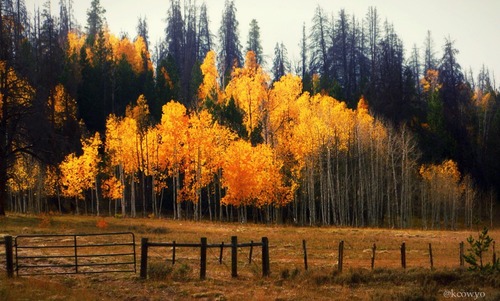 3734746_604 (500x301, 68Kb)
