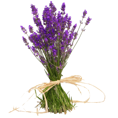 lavendel (400x400, 43Kb)