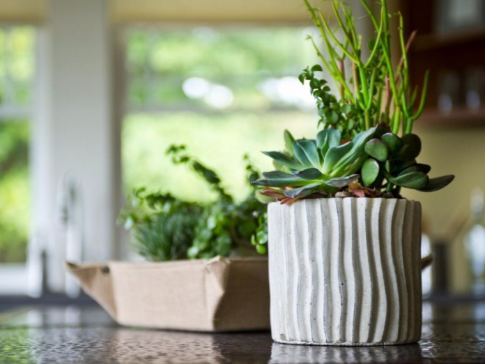 House-plants-in-kitchen-02-696x522 (696x522, 278Kb)