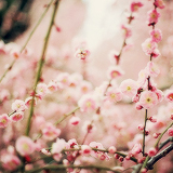 tumblr_mkmw2c77tt1rgunsqo6_250 (160x160, 40Kb)