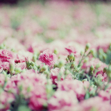 tumblr_mkmw2c77tt1rgunsqo7_250 (160x160, 37Kb)