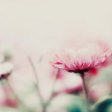 tumblr_mkmw2c77tt1rgunsqo4_250 (160x160, 18Kb)