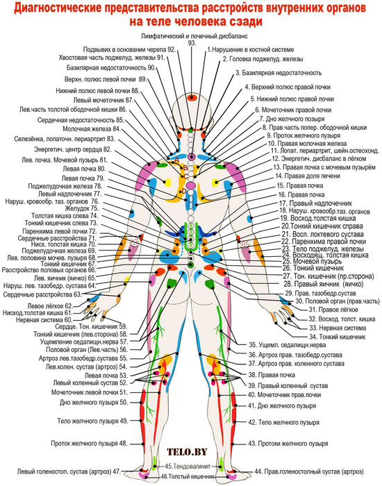 predstavitelstva_organov_telo_spina (550x700, 157Kb)