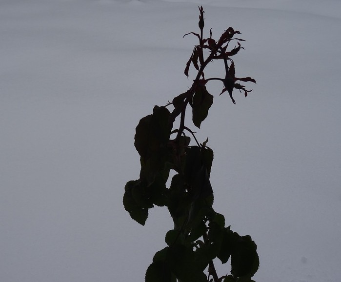 DSC02738 (2) (700x578, 39Kb)
