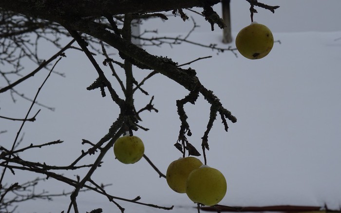 DSC02740 (2) (700x437, 56Kb)