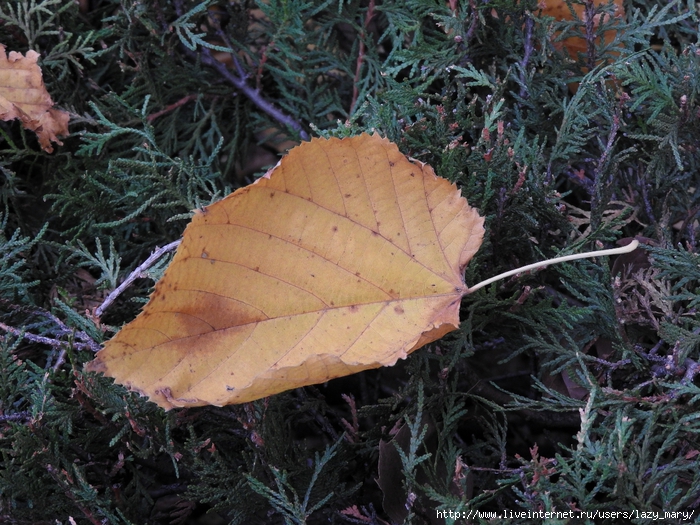DSCN1348 (700x525, 371Kb)