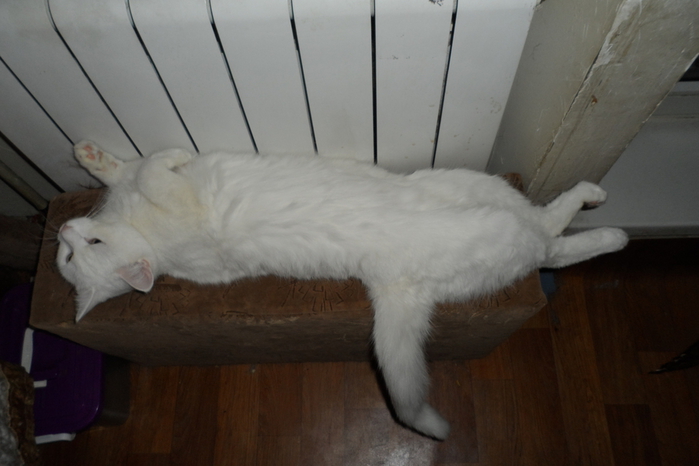 SAM_7184 (700x466, 201Kb)