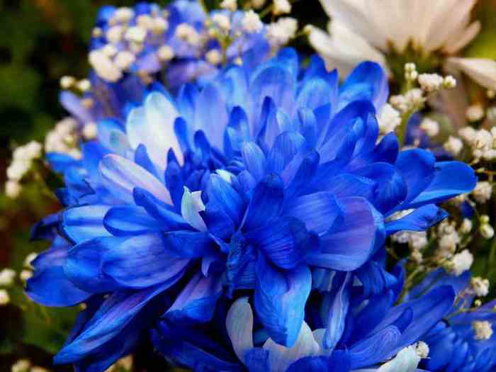 chrysanthemum-blue-2-low-res (700x525, 26Kb)