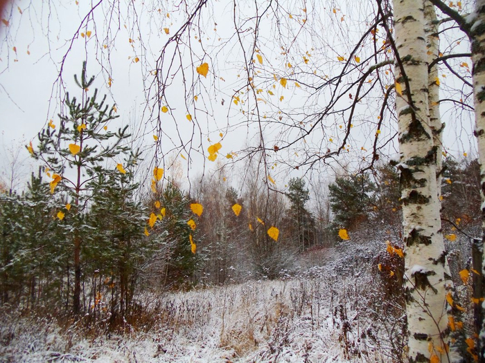 Последняя улыбка калина