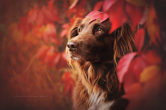 autumn-dog-photography-anne-geier-32 (700x464, 313Kb)