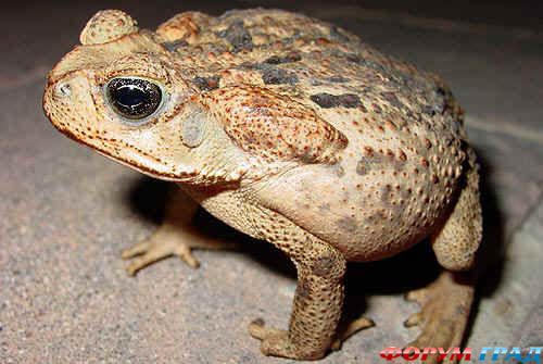 bufo_marinus3 (500x335, 35Kb)