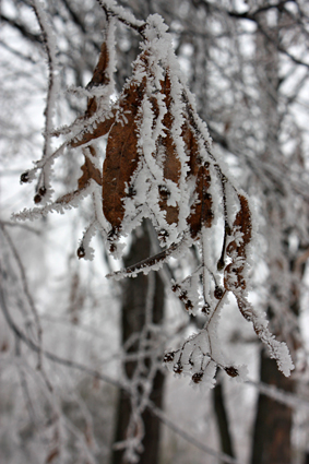 4052195_IMG_9253 (283x425, 146Kb)