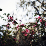 tumblr_mjtbpvRb701rgunsqo3_250 (160x160, 50Kb)