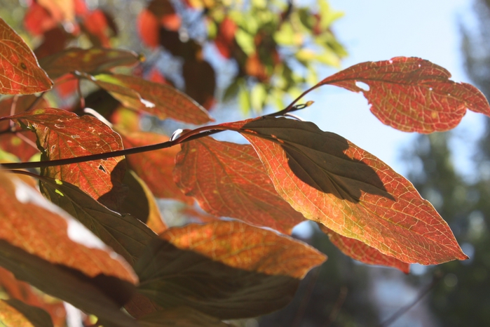 4052195_IMG_9119 (700x466, 225Kb)