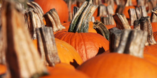 3734746_227_1_ (500x250, 68Kb)
