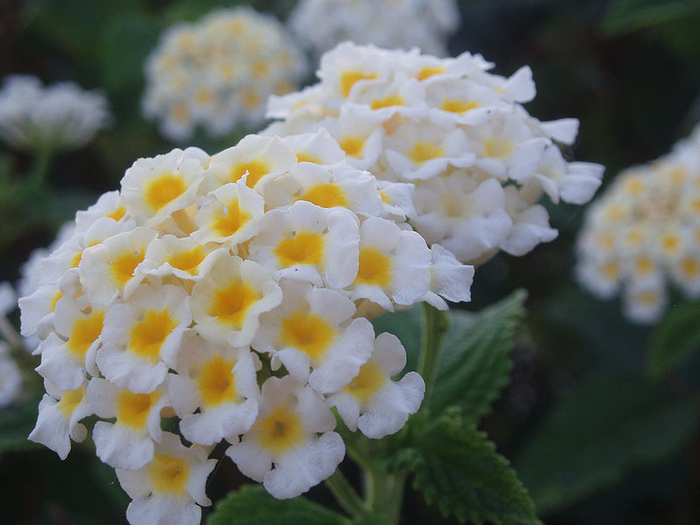 800px-Lantana_camara_blanca (700x525, 376Kb)