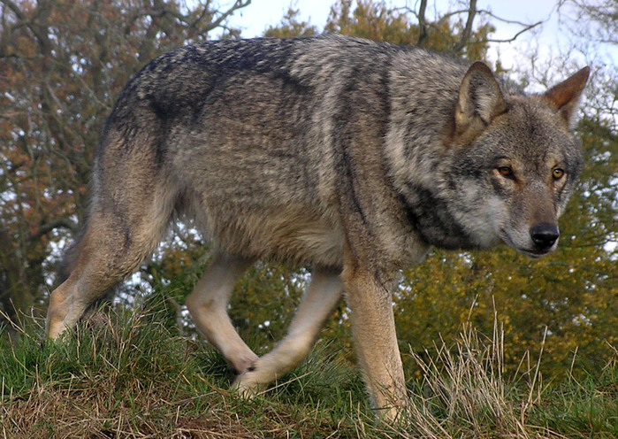 lunca-european-wolf (700x496, 172Kb)
