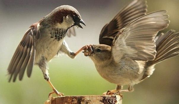 image-2 (604x353, 38Kb)