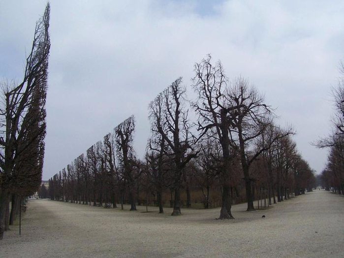 human-ingen-via-Sam-These-trees-are-trimmed-to-appear-in-a-straight-line. (700x525, 292Kb)