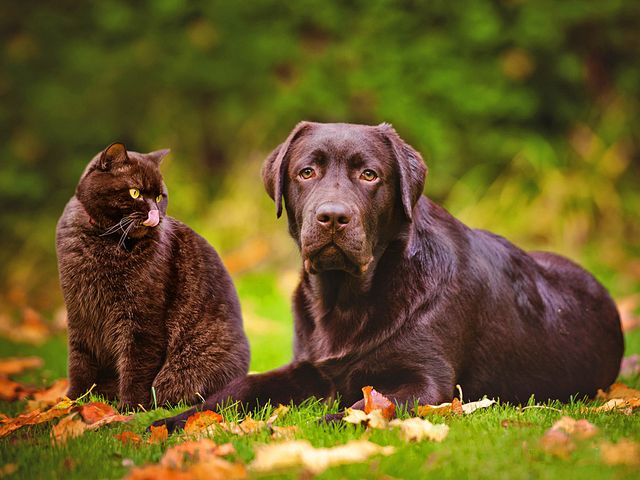 Labrador-retriever-05 (640x480, 54Kb)