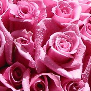 pink-roses_fs (300x300, 35Kb)