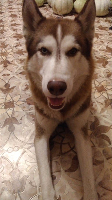 P_20161102_231846[1] (393x700, 295Kb)