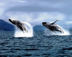 Превью kodiak_alaska_whale_watching_by_lodgeafognak-d8b0j58 (700x559, 377Kb)