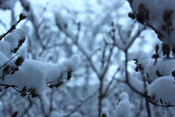4052195_IMG_9474 (700x466, 357Kb)
