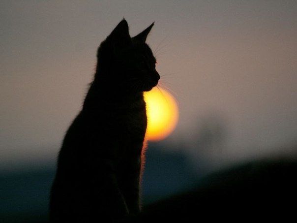 image-2 (604x453, 16Kb)