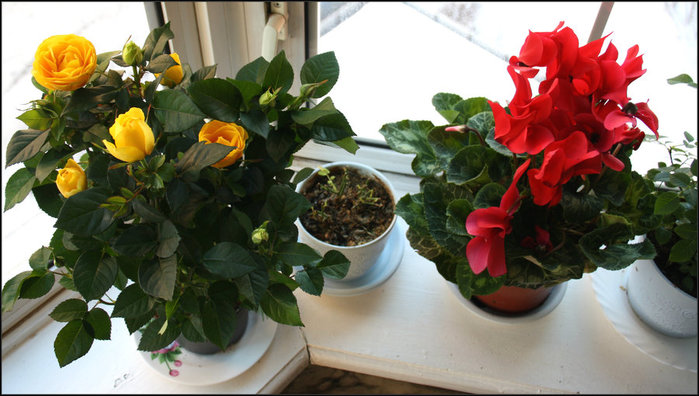IMG_1847 (700x396, 81Kb)