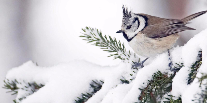 Las-aves-Snow-1600x2560 (700x350, 159Kb)