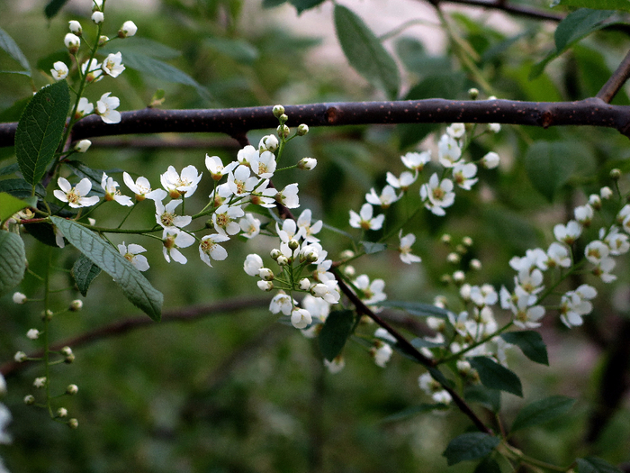 IMG_2404_2 (700x525, 464Kb)