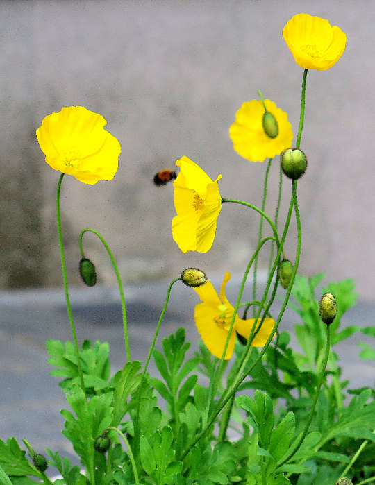 IMG_2681 (540x700, 493Kb)