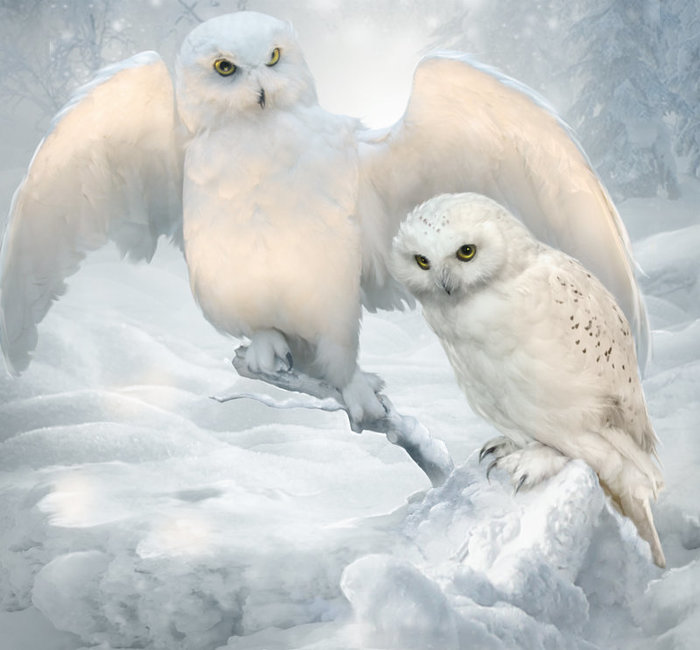winter_owls_by_elenadudina-dackuvu (700x650, 62Kb)