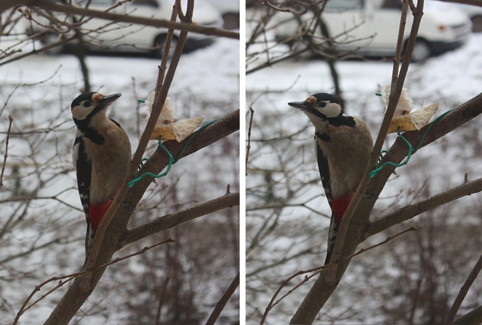 4052195_IMG_95741 (700x472, 231Kb)