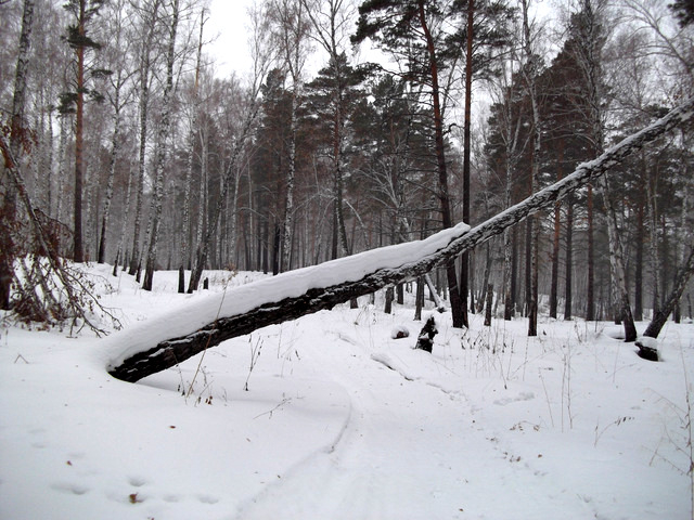 DSCF1623 (640x480, 309Kb)