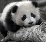 106019494_4360286_99px_ru_avatar_38834_grustnij_panda (150x138, 33Kb)