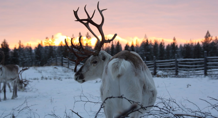 reindeer_44 (700x380, 233Kb)